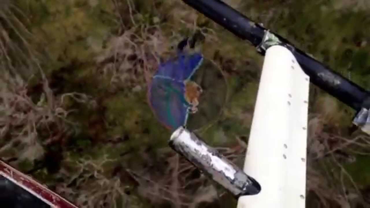 Wild Bull Catching Mangatoi Station with Precision Helicopters Limited