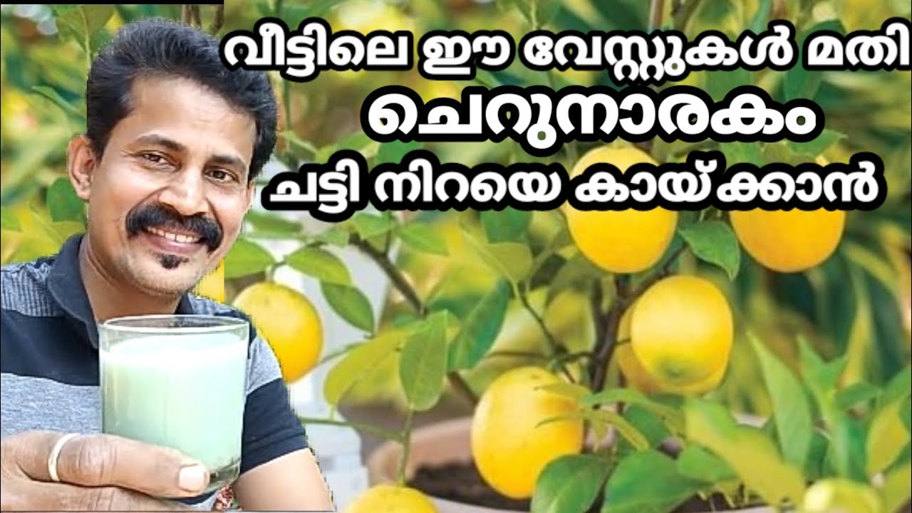 ചെറുനാരകം ചട്ടിയിൽ ഇനികുലയായ് കായ്ക്കും how to grow lemon in pot #lemonplant Btechmixmedia gardening