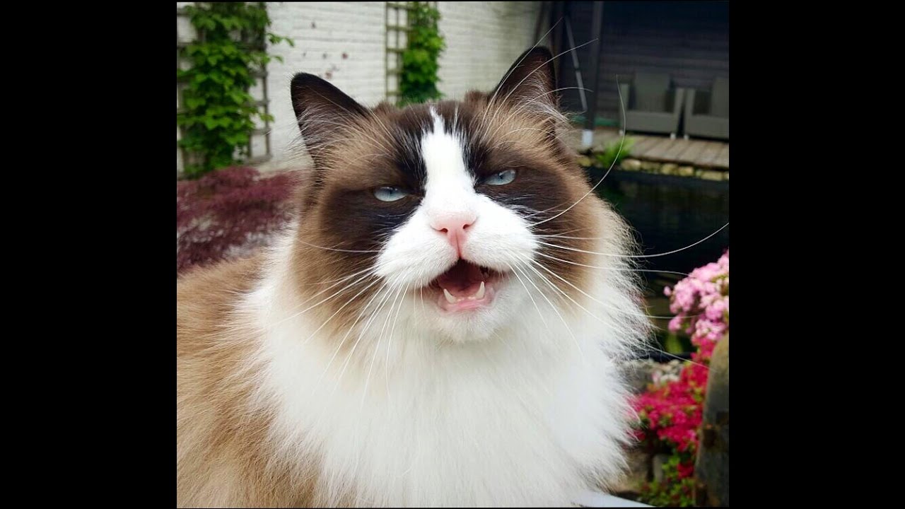 Cat facts and opposites, demonstrated by Timo the Cat (funny compilation)
