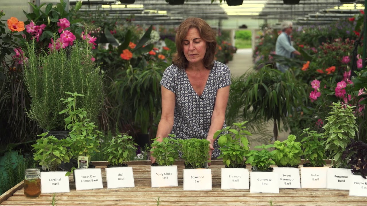 Basil Varieties