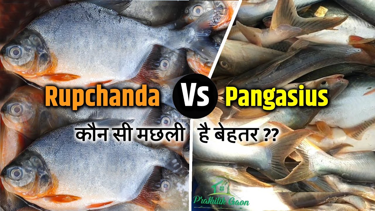 रूपचंदा मछली और प्यासी मछली में अंतर क्या है ||Difference Between Rupchanda and Pangasius fish  🐟