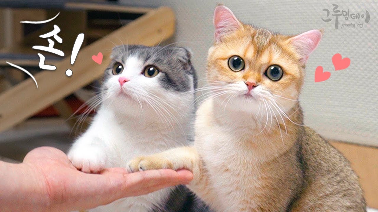 Кот Манчкин дает мне свои лапы.🐾