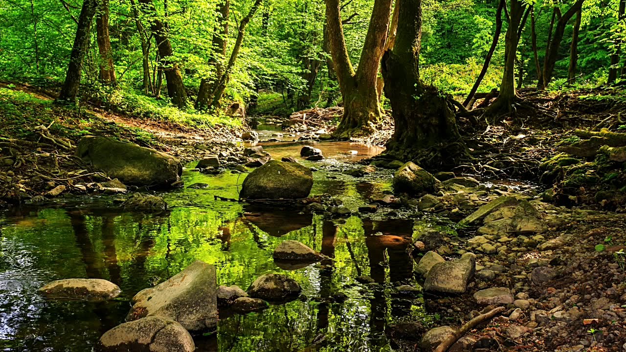 Forest Walk Meditation for Renewal and Encouragement
