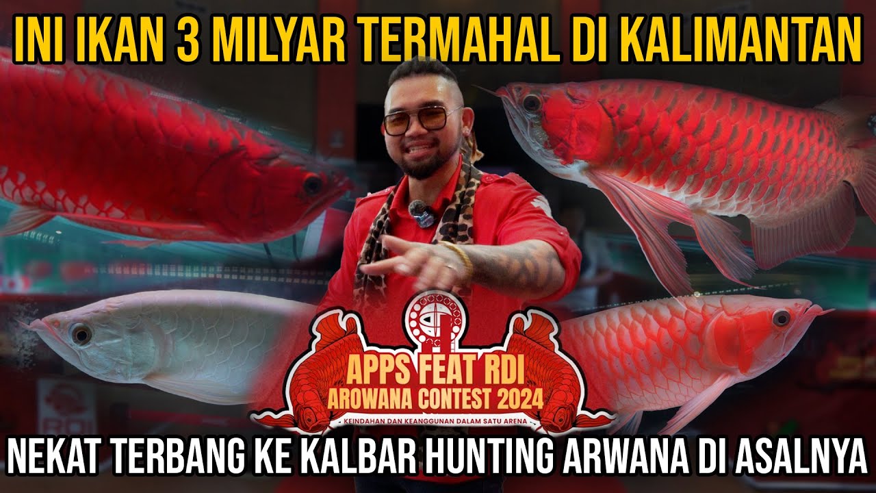 IKAN 3 MILYAR TERMAHAL HUNTING ARWANA LANGSUNG DARI KALIMANTAN@RedDragonIndonesia#reddragonindonesia