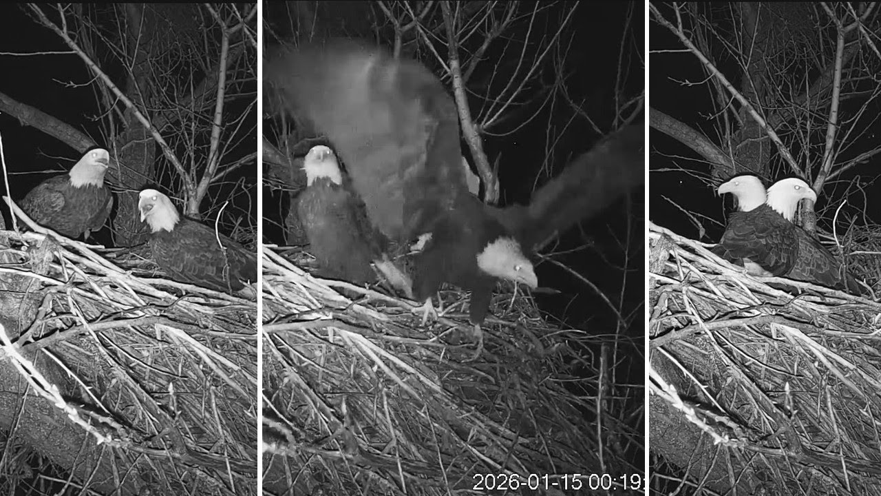 Redding Bald Eagles🦅Liberty and Guardian Defend Nest⚔️Against Mystery Midnight Intruder🥷2026 Jan 15