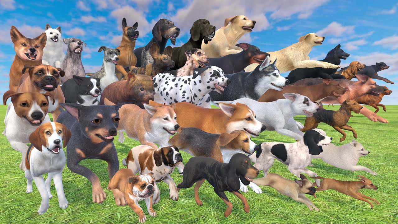 Dog Breed Speed Comparison - 3D Animal Comparison