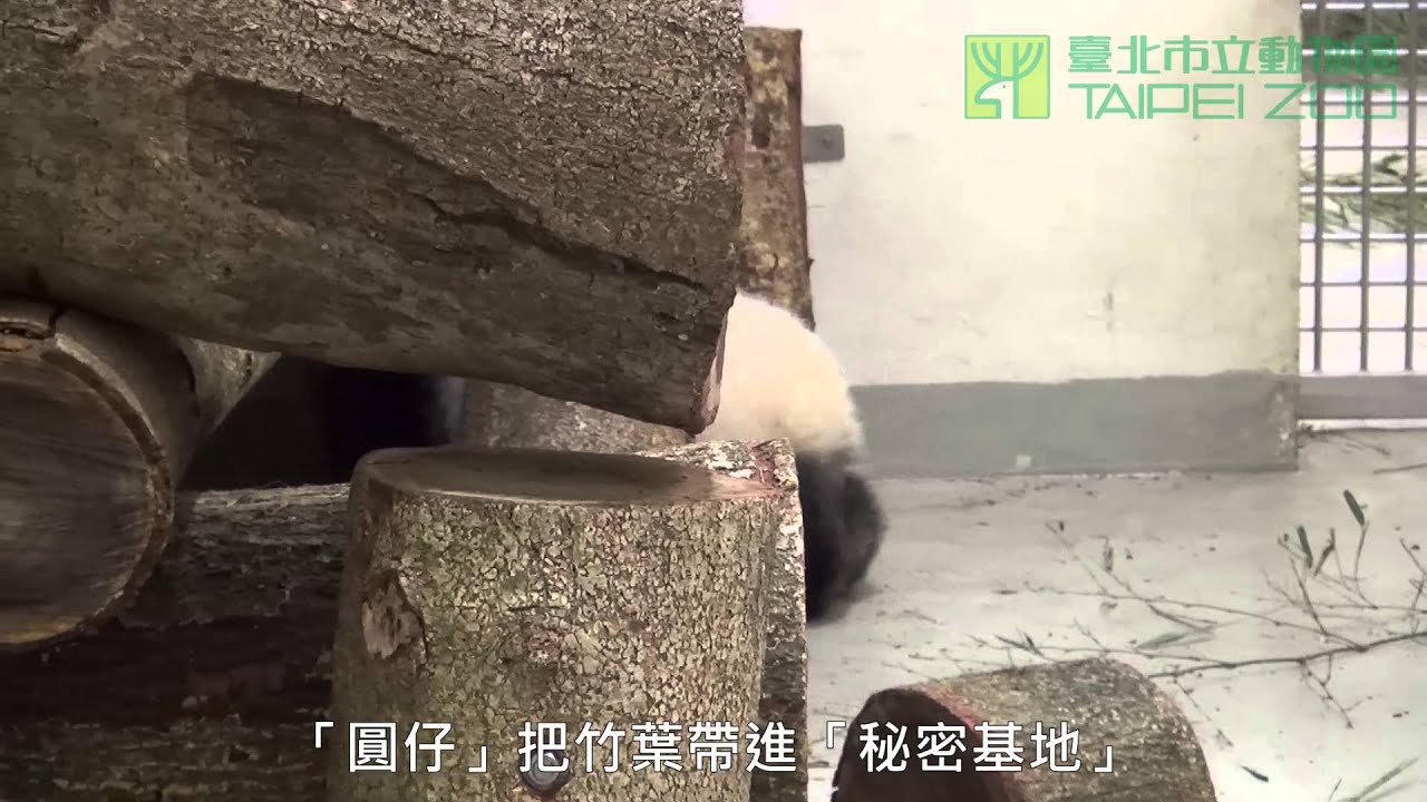 圓仔賴床 Yuan Zai Wants to Stay in Bed