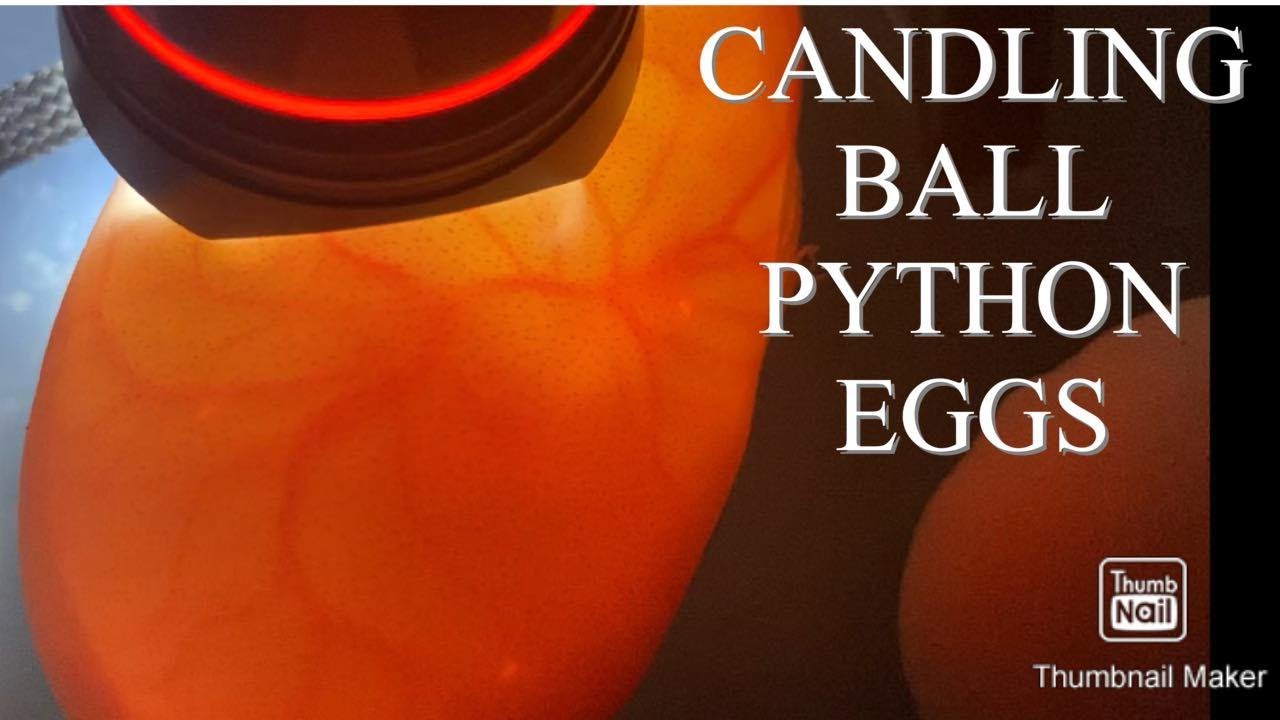 CANDLING BALL PYTHON EGGS + SETUP & RESCUING MY BOA