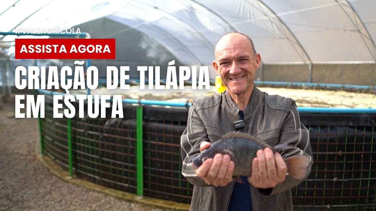 AGRICULTOR INVESTE EM ESTUFAS E AO INVÉS DE UMA, FAZ TRÊS DESPESCAS DE TILÁPIA NO ANO 🐟