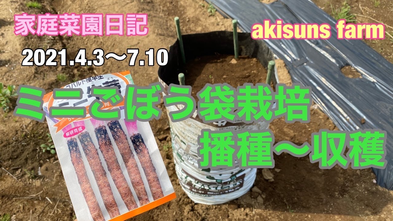 【家庭菜園日記】ミニ牛蒡袋栽培やってみた！播種〜収穫【ゴボウ袋栽培】【ゴボウ収穫】