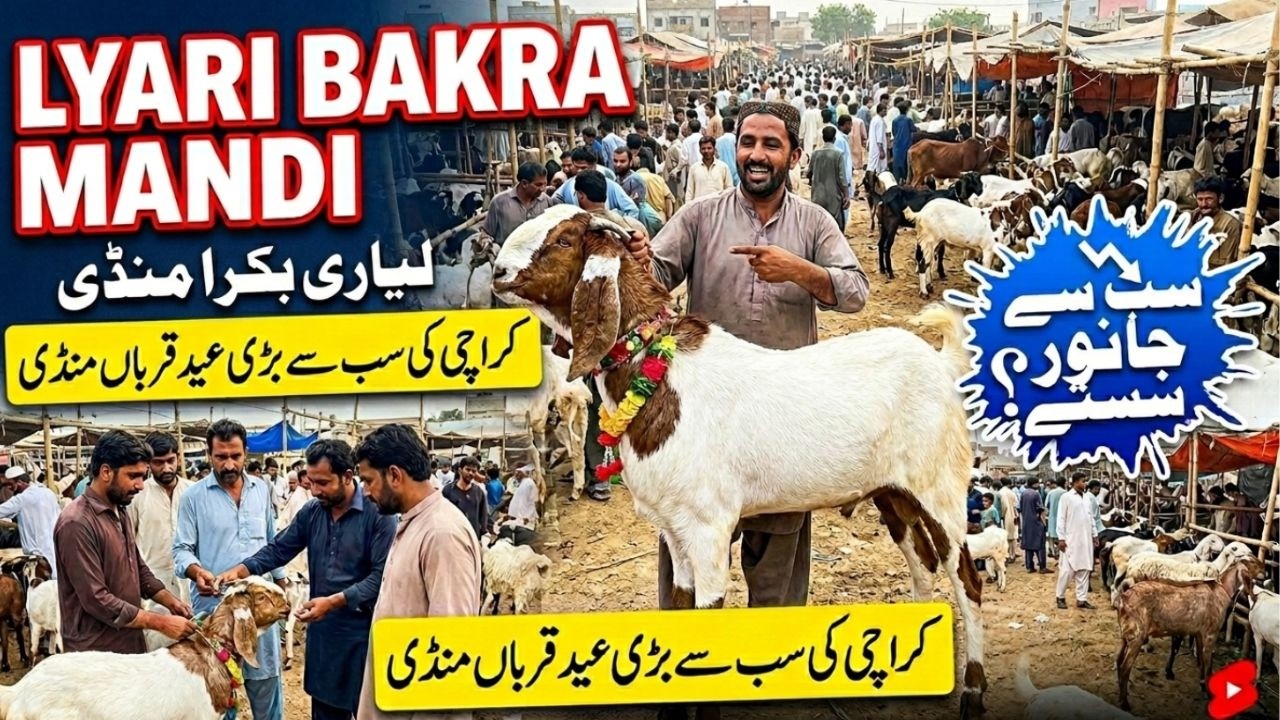 Liyari Bakra Mandi Fresh Update Today & Price Check 2026 Cheapest Bakra peri Karachi