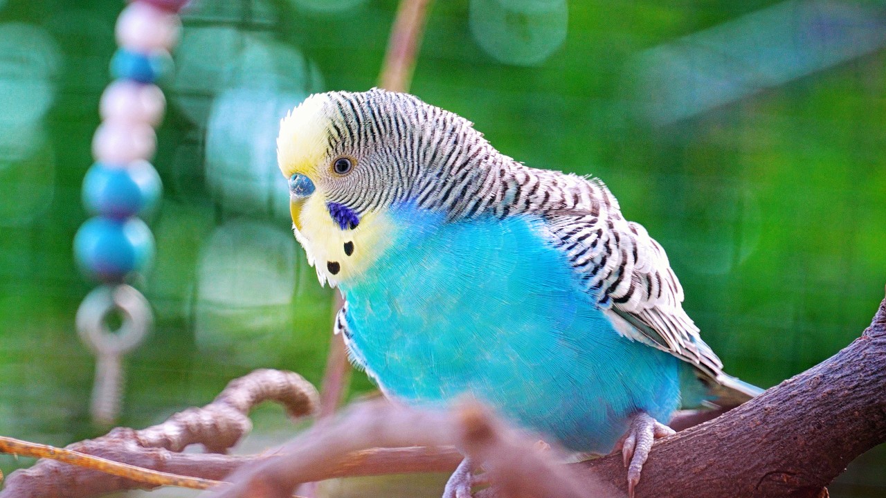 I’ve Got New Birds and I’m Building a Massive Garden Aviary!