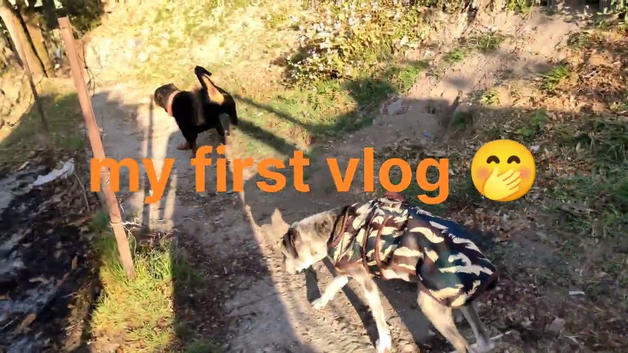 Mera First Vlog 🐾 | cat or dog Morning Walk Routine se 🌅💕🤗#cat #dog