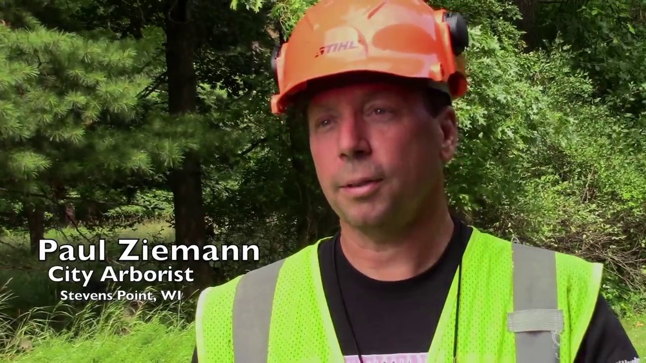 Dutch Elm Disease