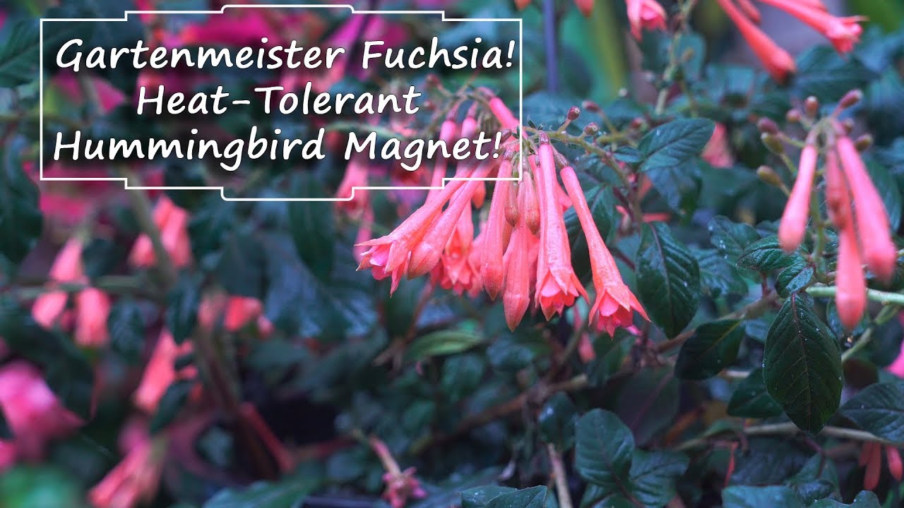 Gartenmeister Fuchsias! Fuchsias For Warm Climates
