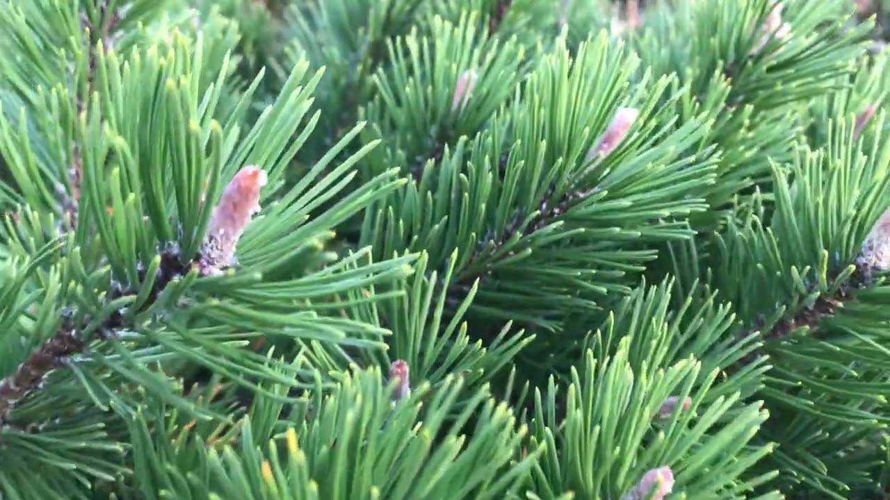 Хвойный Сад Надежды. Сосна горная Хампи/pinus mugo Humpy