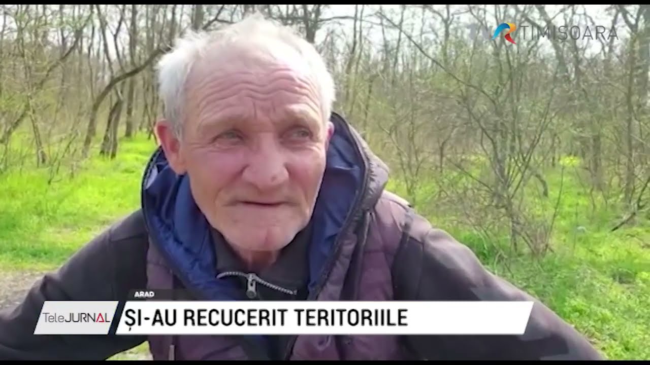 S-au întors castorii pe Valea Mureșului, de la Zam până la Cenad #StiriRegionale @TVRTM
