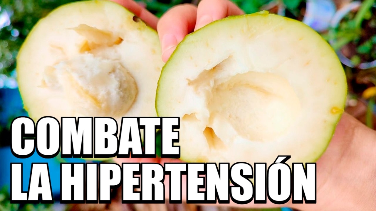 &iquest;Qu&eacute; Es el Zapote Blanco o Chalarina? Propiedades y Usos Tradicionales