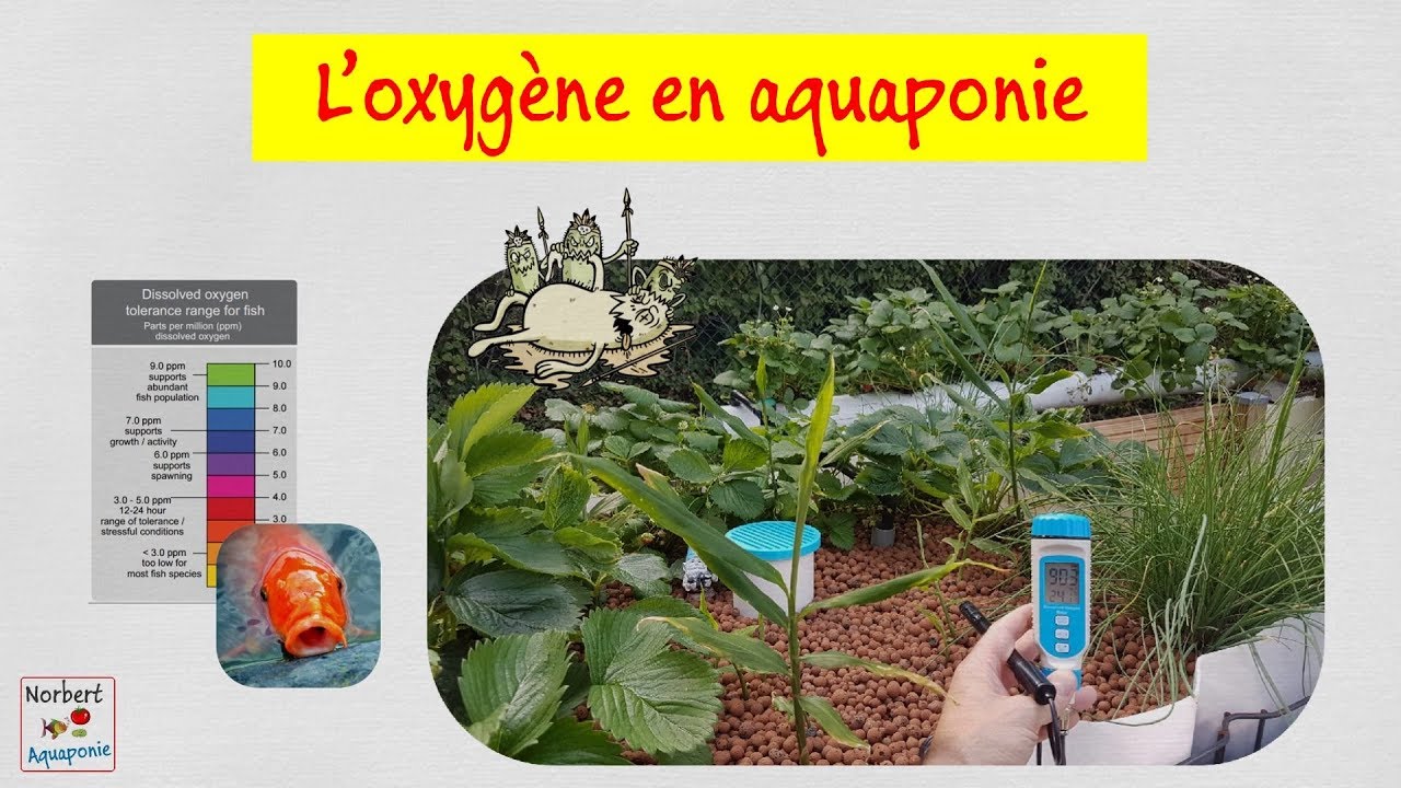 💦 L'oxygène en aquaponie