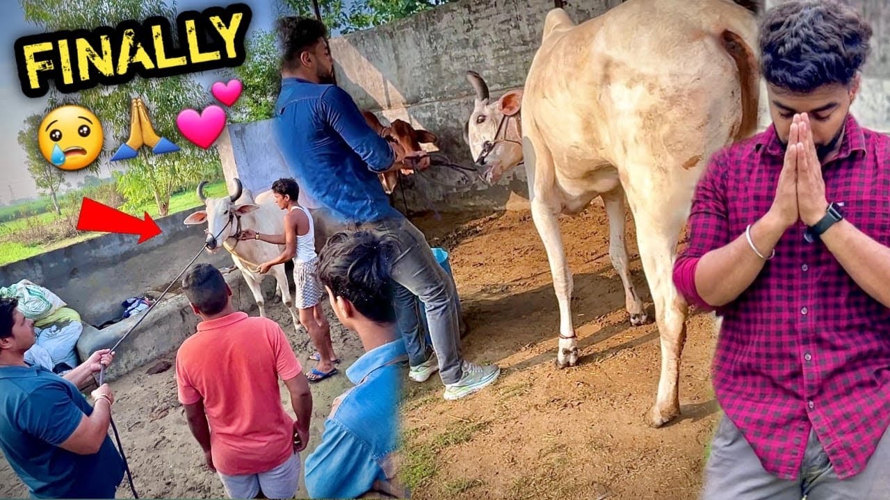 चमत्कार Hogya ❤️ भगवान Ne Humari Sun Li 🥺🙏🏻Khoya Hua Bail Vapas Mil Gya