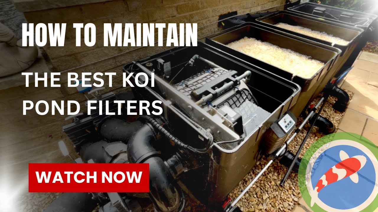 How to maintain the best koi pond filters