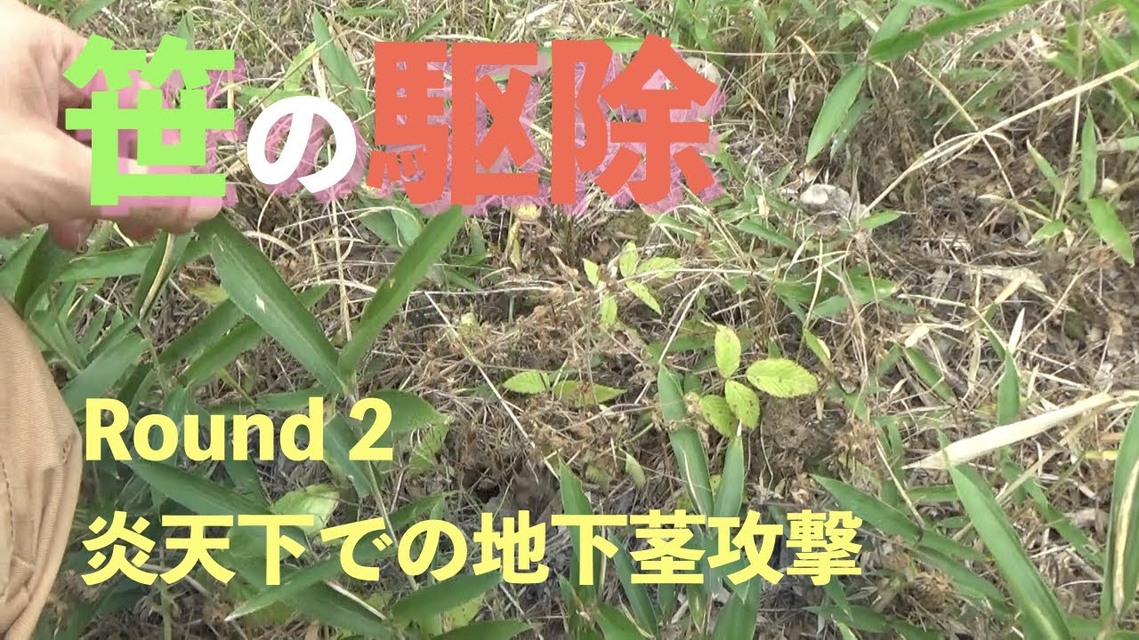 笹の駆除　地下茎を攻める
