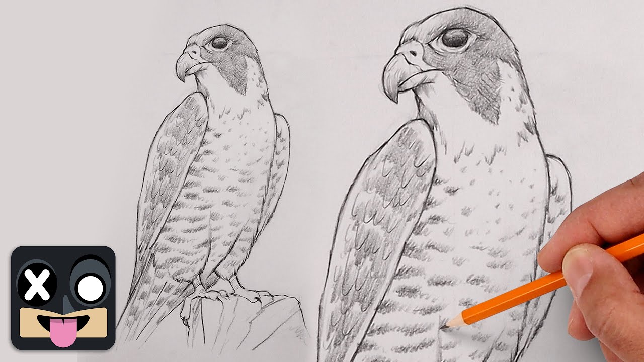 How To Draw a Peregrine Falcon | Step by Step Art Lesson