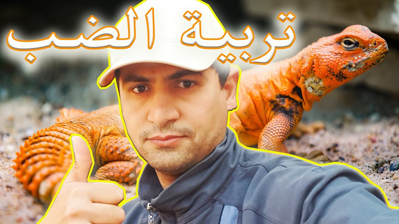 تجربتي في تربية الضب !!