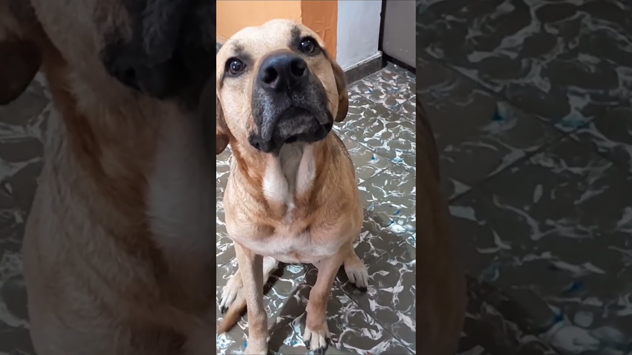 Randy, a beauty dog in El Salvador