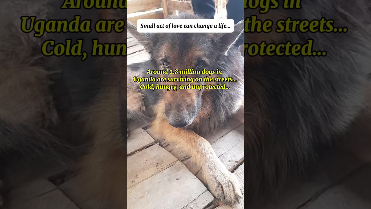 2.8 Million Dogs Are Suffering on the Streets of Uganda&hellip; Please Don&rsquo;t Look Away 🐕🙏