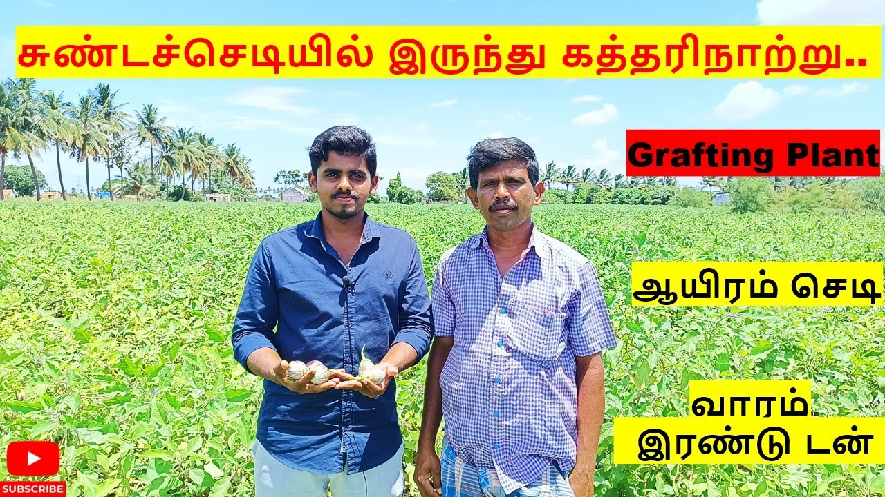 சுண்டச்செடியில் இருந்து கத்தரிநாற்று🌱 மூன்று வருடம் காய்க்கும்💫 | Contact : Mr. Ramesh - 95857 06969