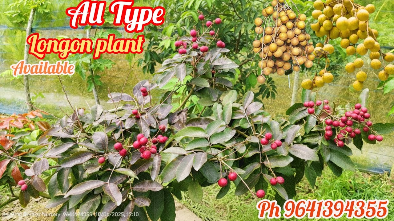 Ruby Longon plant ||Review|| All Type longon plant Available ||  Comercial farming in India 