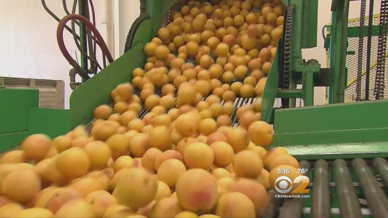 Dr. Max Gomez: Citrus And Skin Cancer