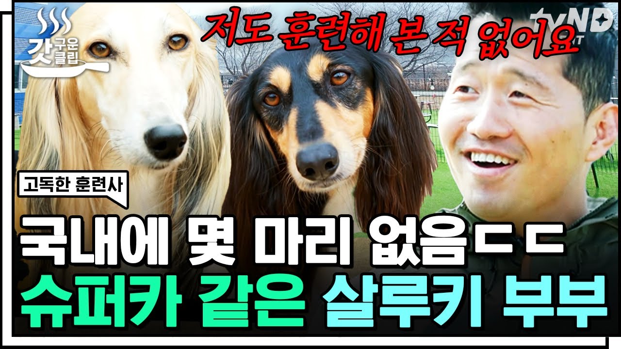 [#고독한훈련사] 강형욱도 키워본 적 없는 사냥개 살루키 하운드💥 무려 하운드 4마리 반려견 미용사 가족❤️ | #갓구운클립