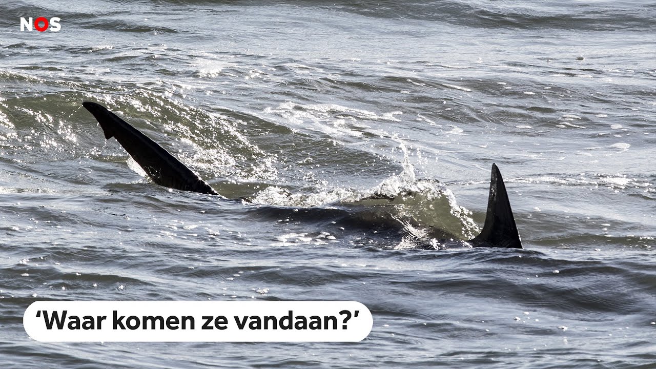 Naar haaien hengelen in de Noordzee