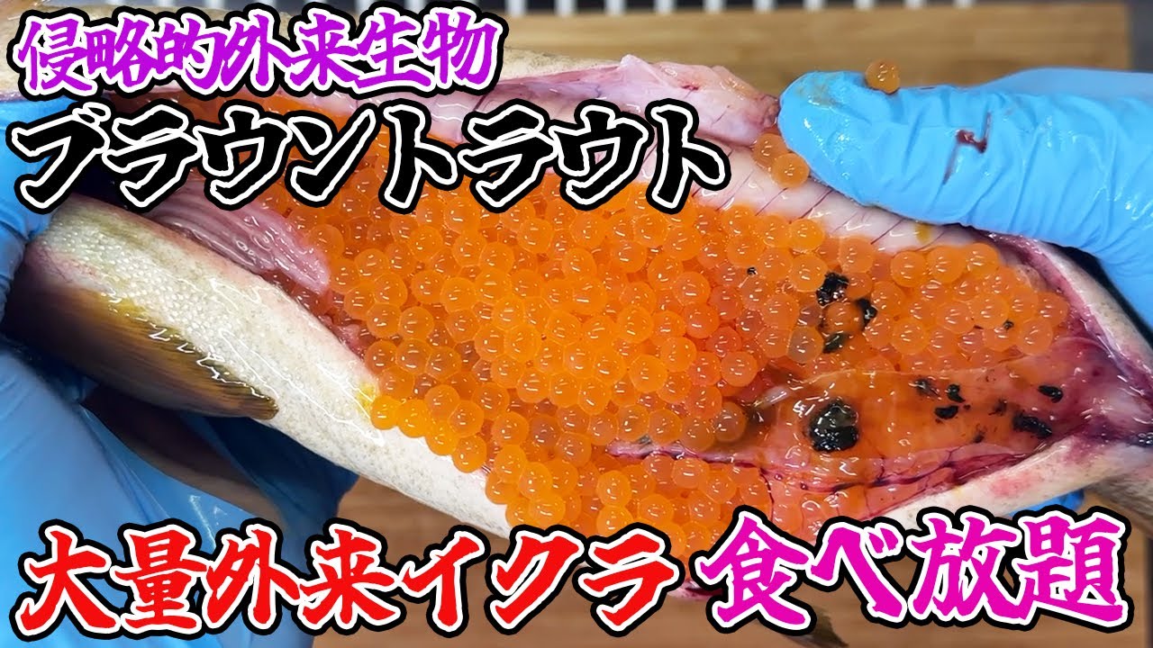侵略的外来生物ブラウントラウトの外来イクラ食べ放題！