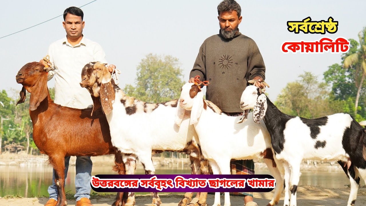 সর্বনিম্ন রেটে দেশসেরা আকর্ষণীয় খামার উপযোগী সর্বশ্রেষ্ঠ সুপারহিট তোতাপুরী,হরিয়ানা,শিরোহি ও বিটল।