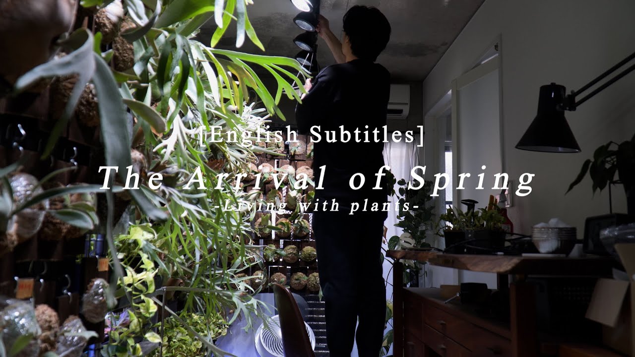 [SUB]VLOG_The arrival of spring【Living with Plants】#58