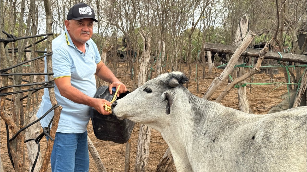 Silagem de milho, as vacas gostaram bastante 