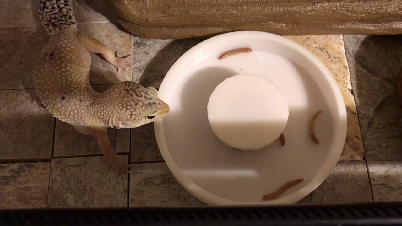 3d Printed feeding bowl for my leopard gecko