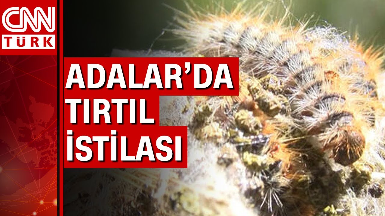 Tırtıllar hem doğaya hem de insanlara zarar veriyor
