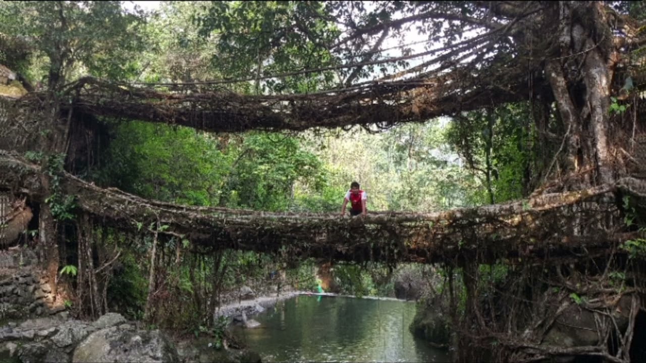 🌉🌳చెట్లు కట్టిన వంతెనలు | Meghalaya Living Root Bridges నిజ కథ