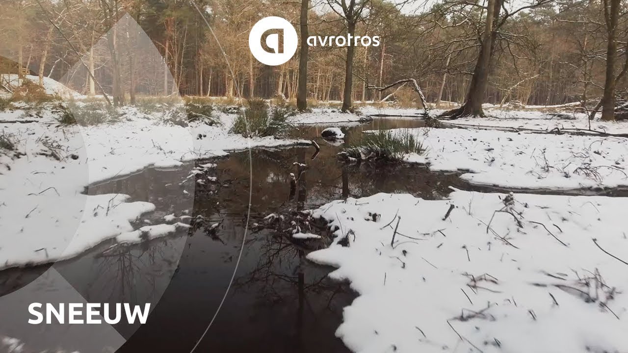 Wild in Nederland: sneeuw