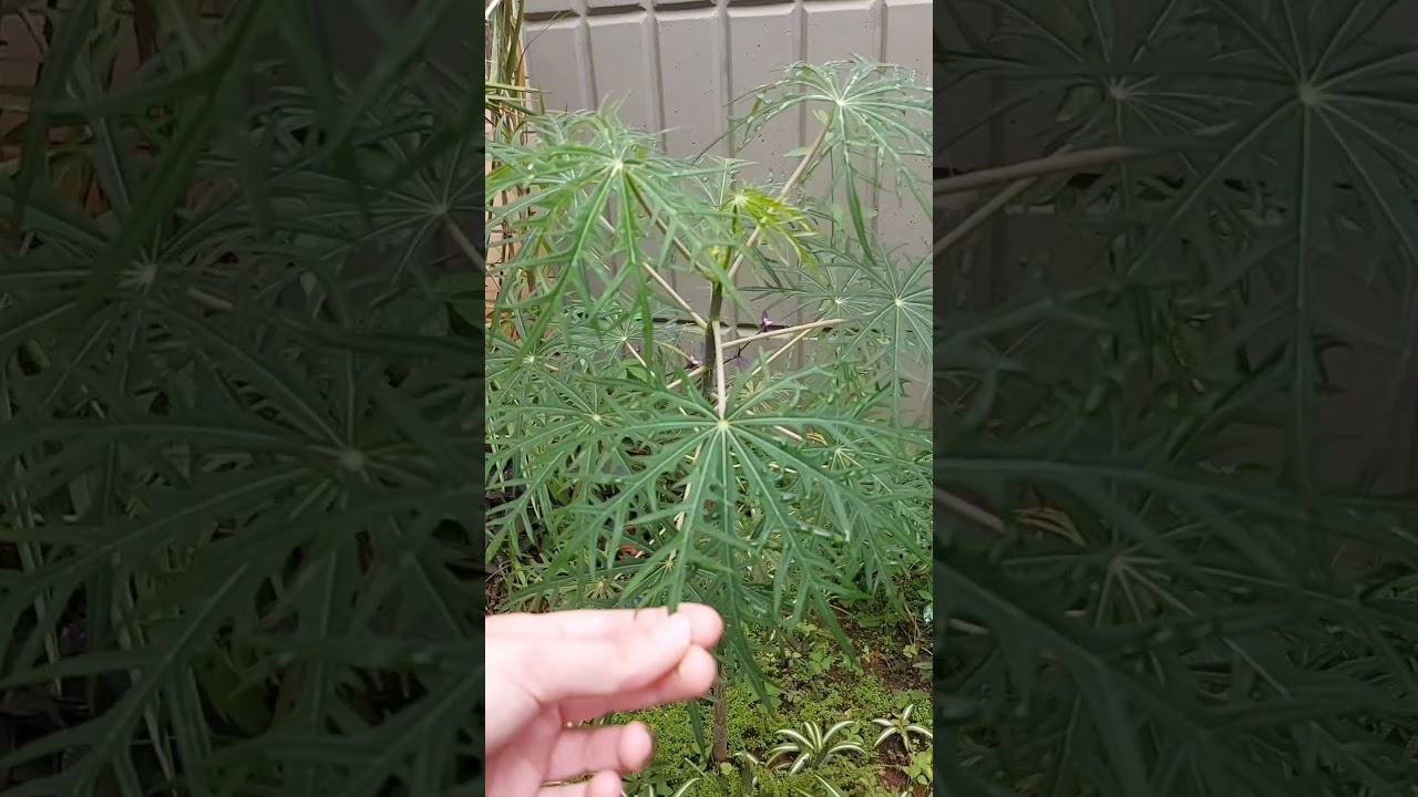 Merthiolate planta medicinal