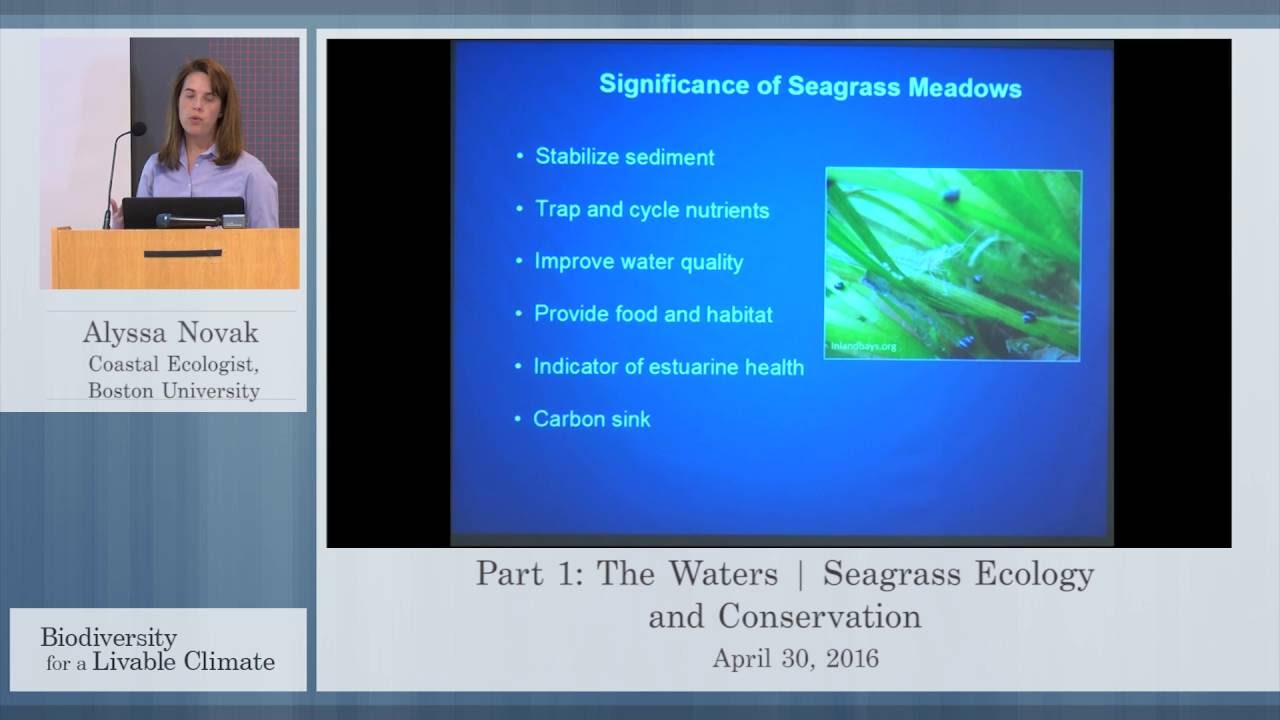 Seagrass Ecology and Conservation with Alyssa Novak