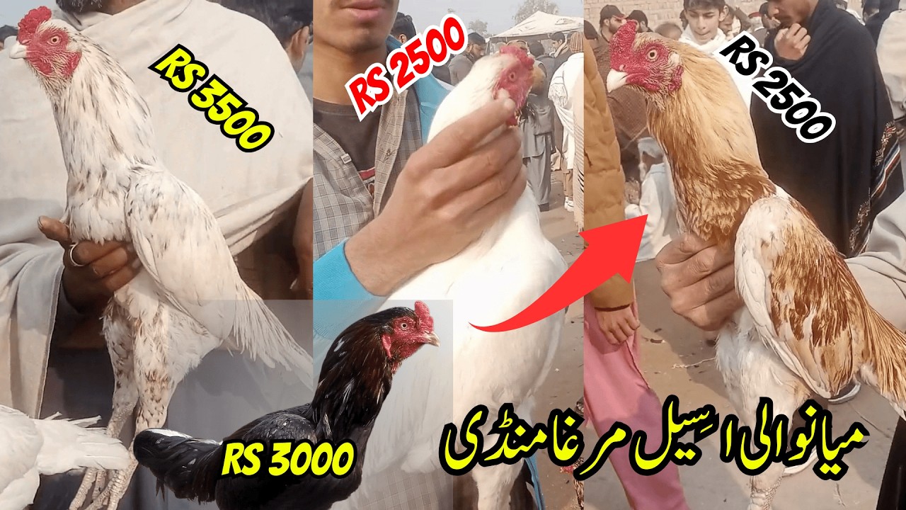 Mianwali Aseel Murga Mandi 2026 || Mianwali Murgha Mandi Rates || Mianwali Aseel Murga