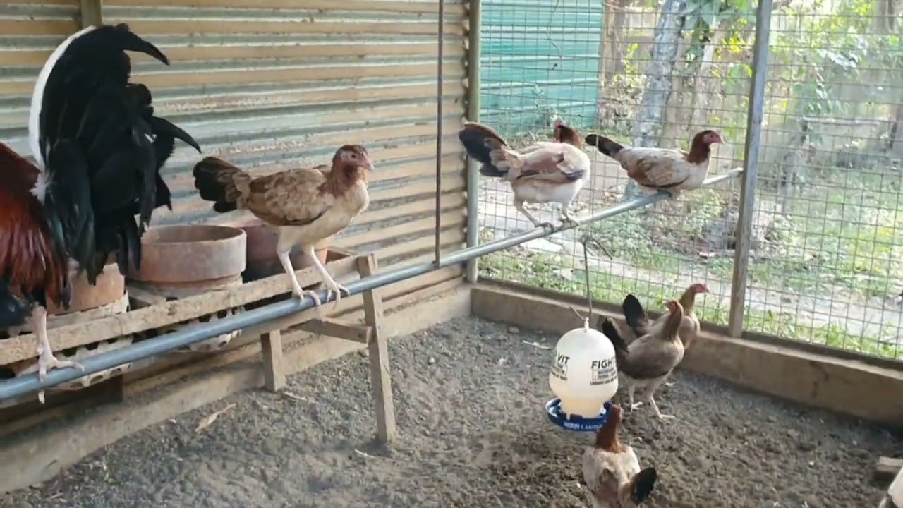 My Morning Routine, farm Check to see if all our chickens are 100% healthy...