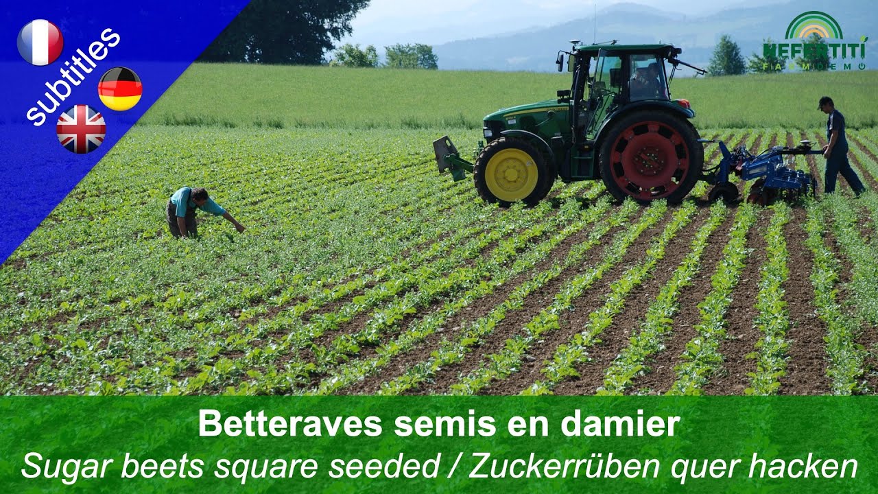 Betteraves semis en damier