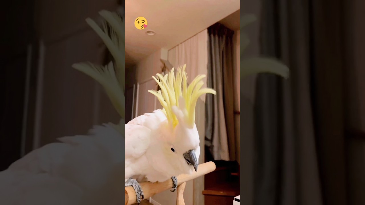 macaw white parrot talking 😘 #shorts #parrot #youtubeshorts