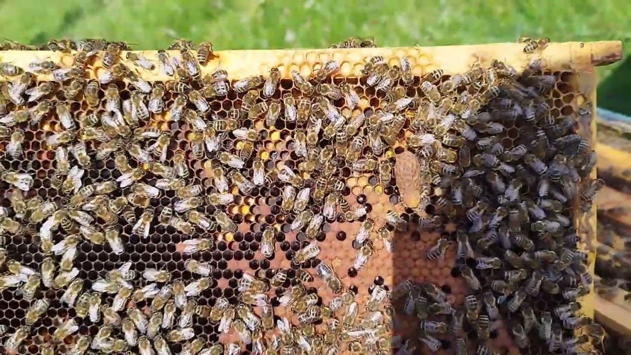 SELEKCJA NATURALNA POPRZEZ CICHĄ WYMIANĘ MATKI PSZCZELEJ